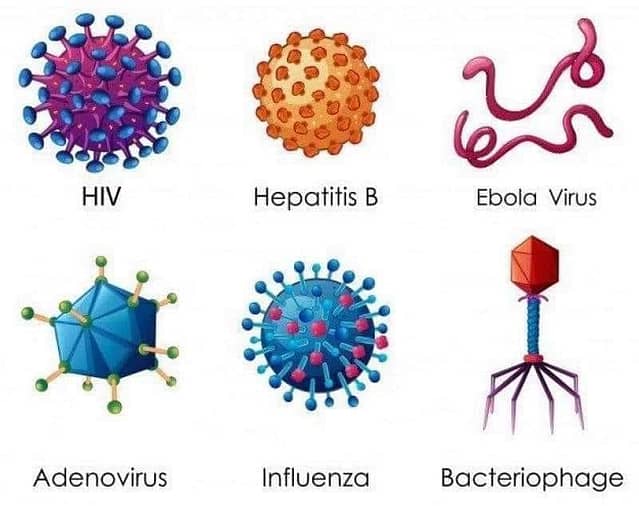 Sabes ¿Qué son los virus y cómo funcionan?