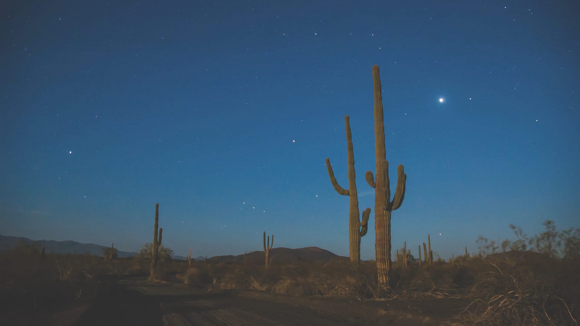 Descubre el gran desierto de Sonora